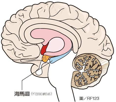 海馬迴|海馬的組成